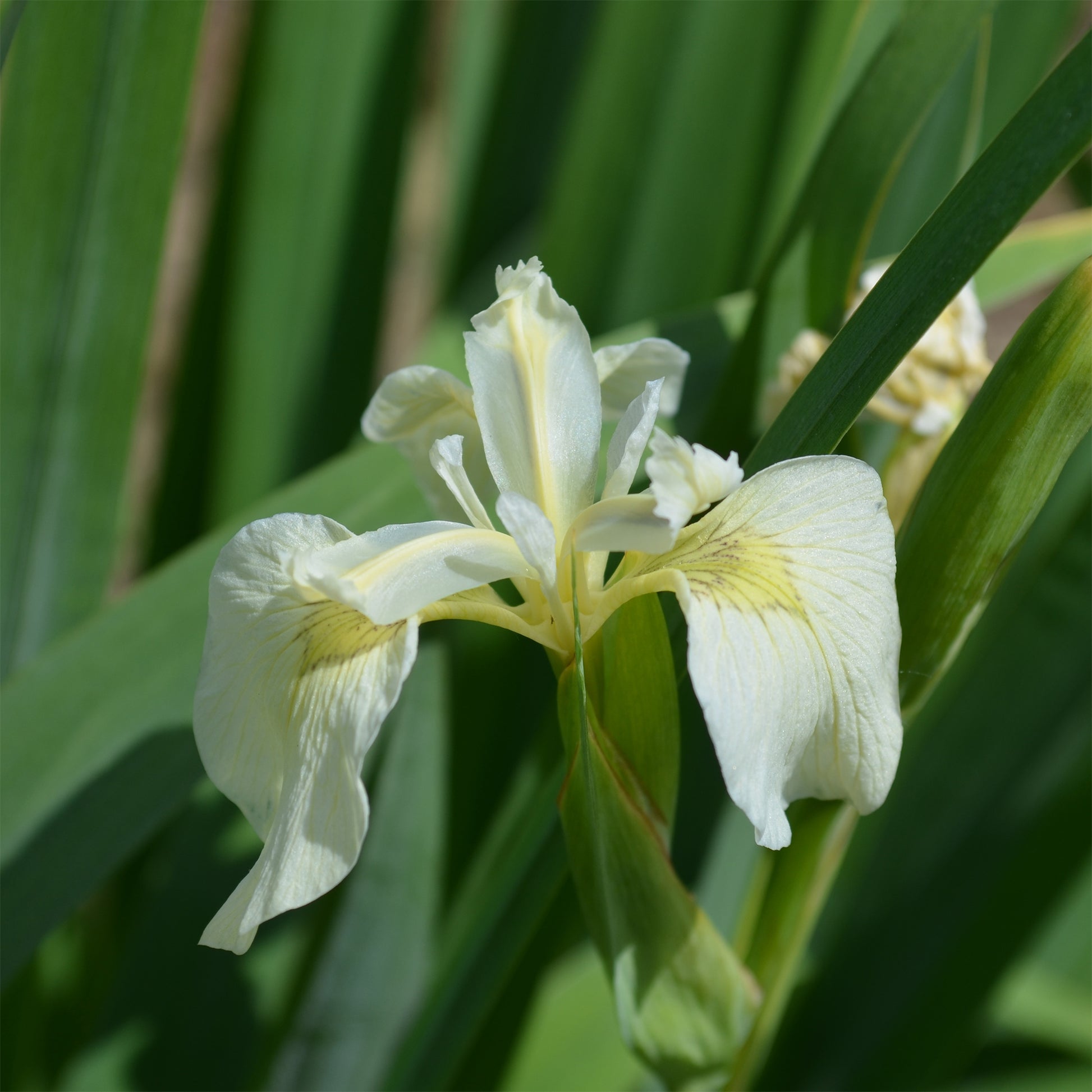 Sumpf-Schwertlilie ‘Alba’ - Iris pseudacorus Alba - Bakker