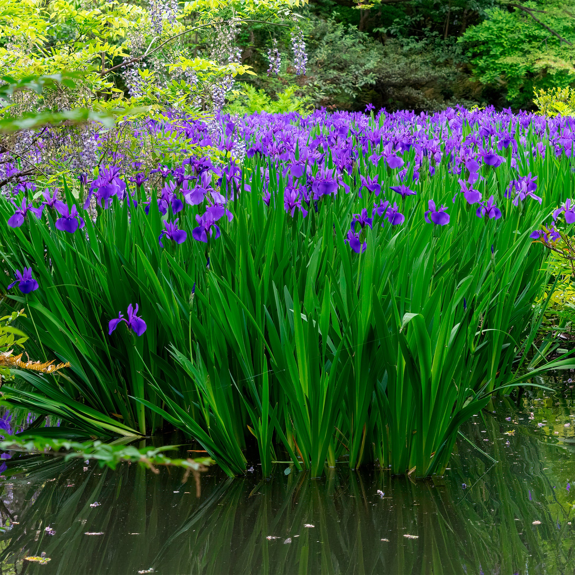 Iris pseudacorus Blau - Iris pseudacorus Blue - Bakker