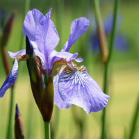 Iris siberica Fran's Gold ® - Sibirische Schwertlilie ‘Fran’s Gold’® - Sumpfschwertlilie