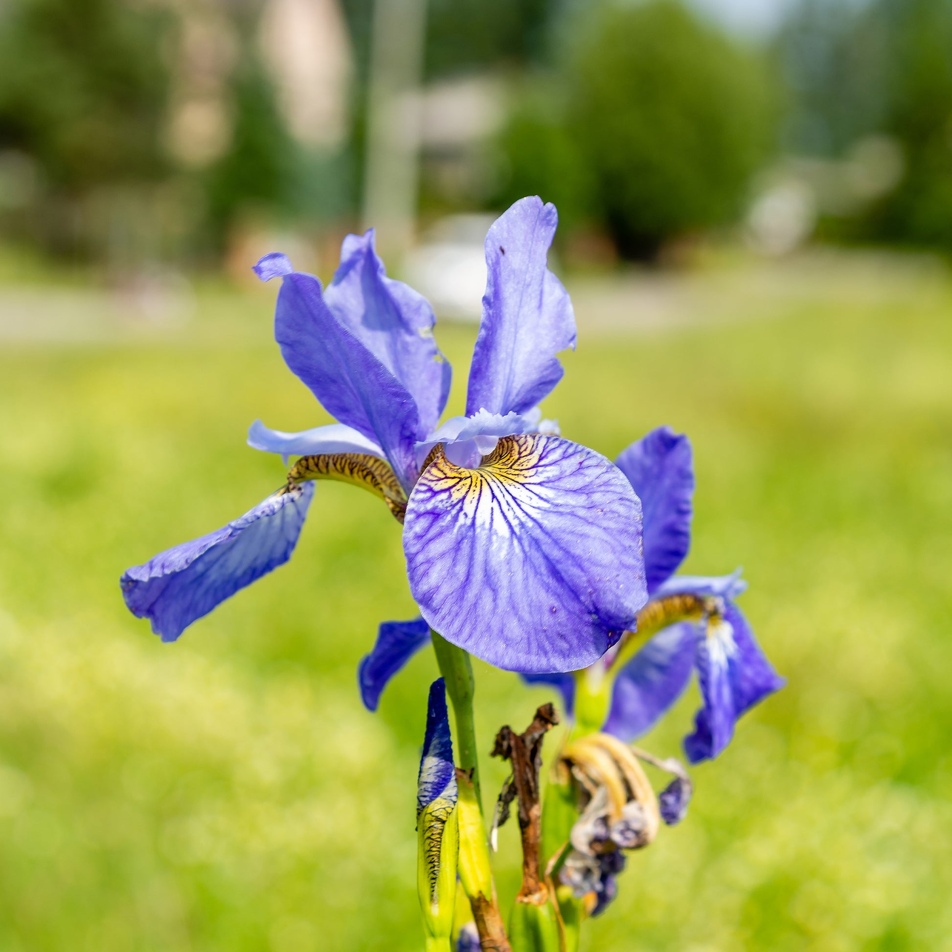 Sibirische Schwertlilie ‘Fran’s Gold’® - Bakker