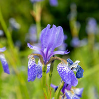 Sibirische Schwertlilie ‘Fran’s Gold’® - Iris siberica Fran's Gold ® - Bakker