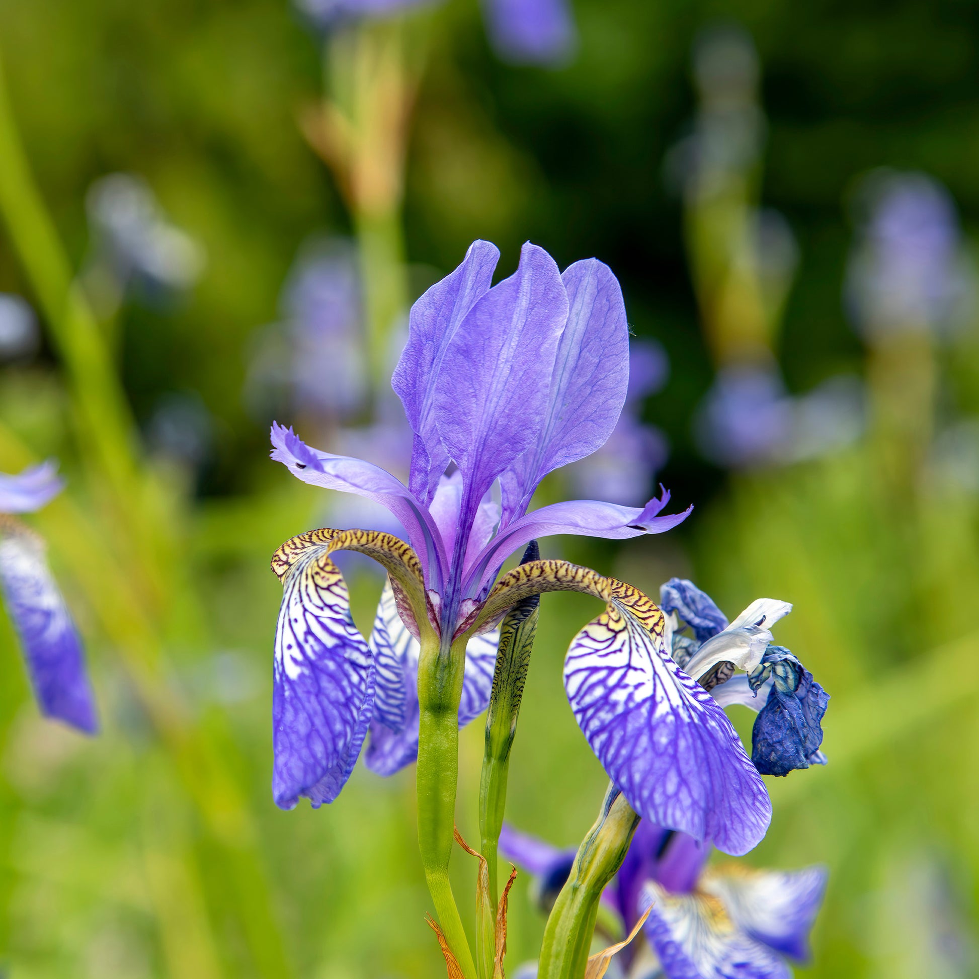 Sibirische Schwertlilie ‘Fran’s Gold’® - Iris siberica Fran's Gold ® - Bakker