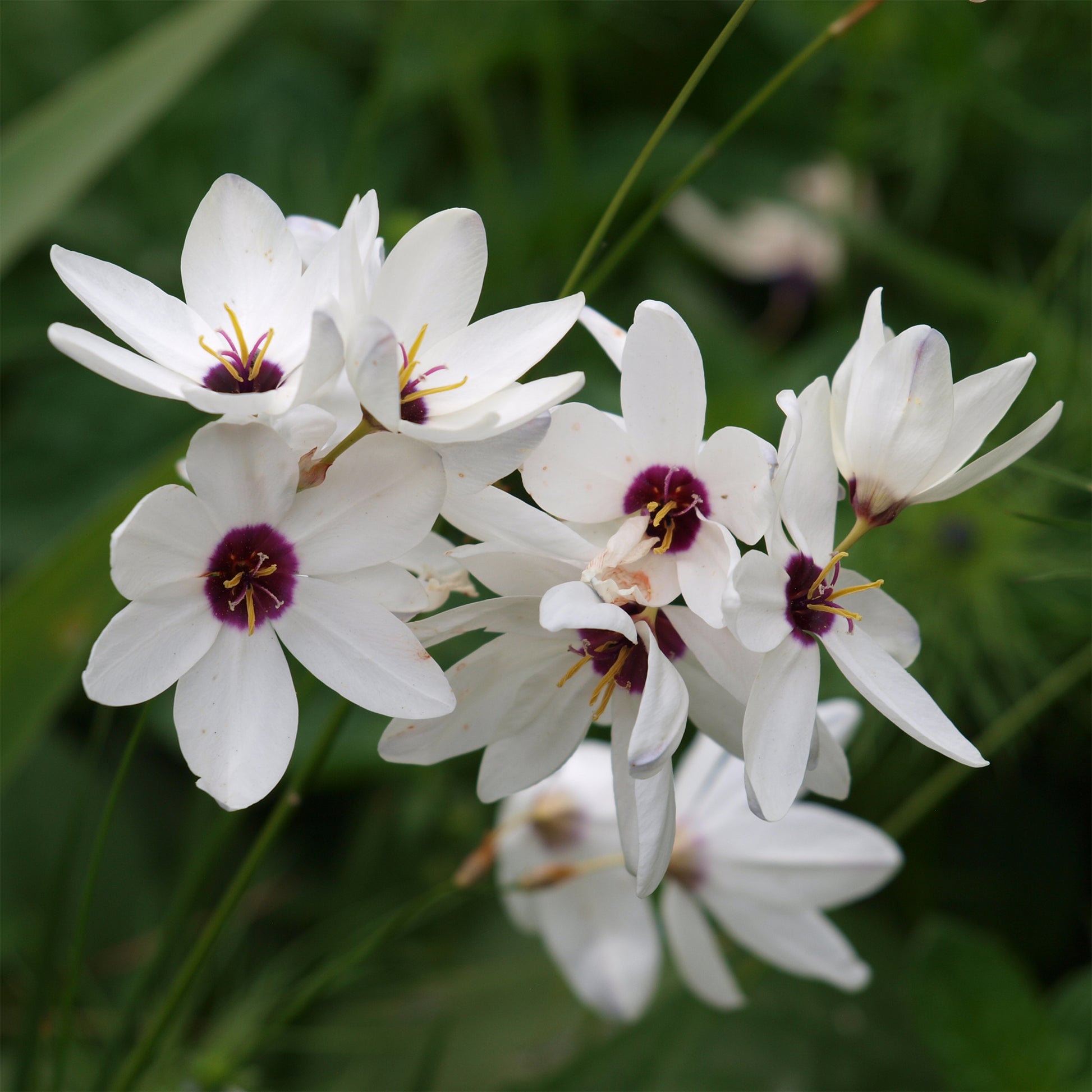 Ährenlilie 'Giant' (x25) - Ixia Giant - Bakker