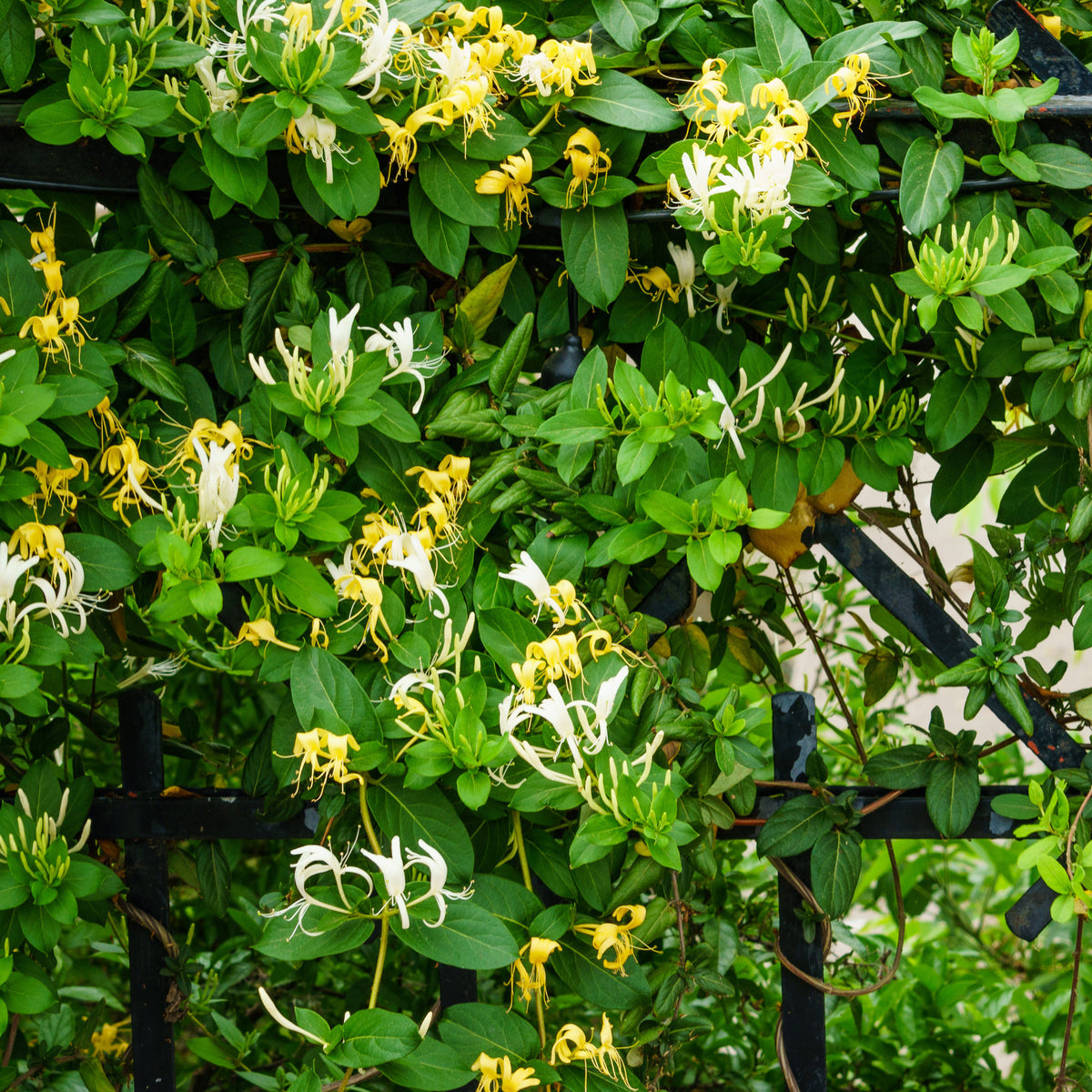 Hall's Prolific Japanisches Geißblatt - Lonicera japonica Hall's Prolific - Bakker