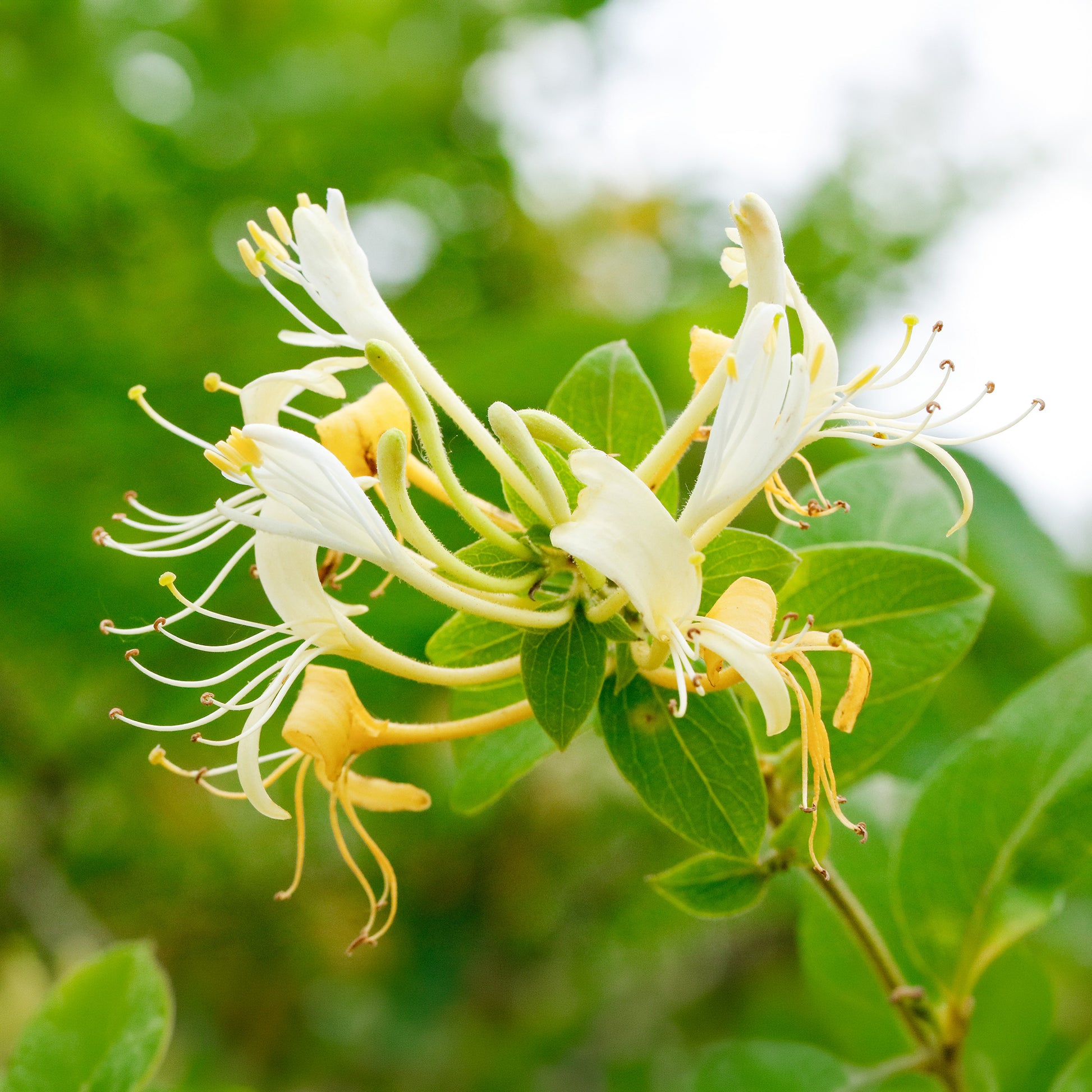 Lonicera japonica Halliana - Japanisches Geißblatt ‘Halliana’ - Kletterheckenblüten