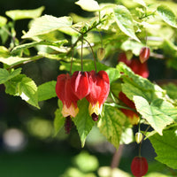 Abutilon megapotamicum - Schönmalve (Chinesische Laterne) - Blühende Sträucher