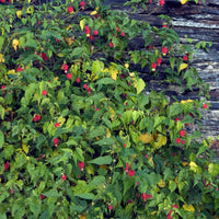 Schönmalve (Chinesische Laterne) - Abutilon megapotamicum - Bakker