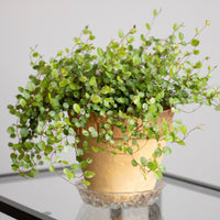 Verkauf Mühlenbeckia (kriechend & kletternd) - Muehlenbeckia complexa