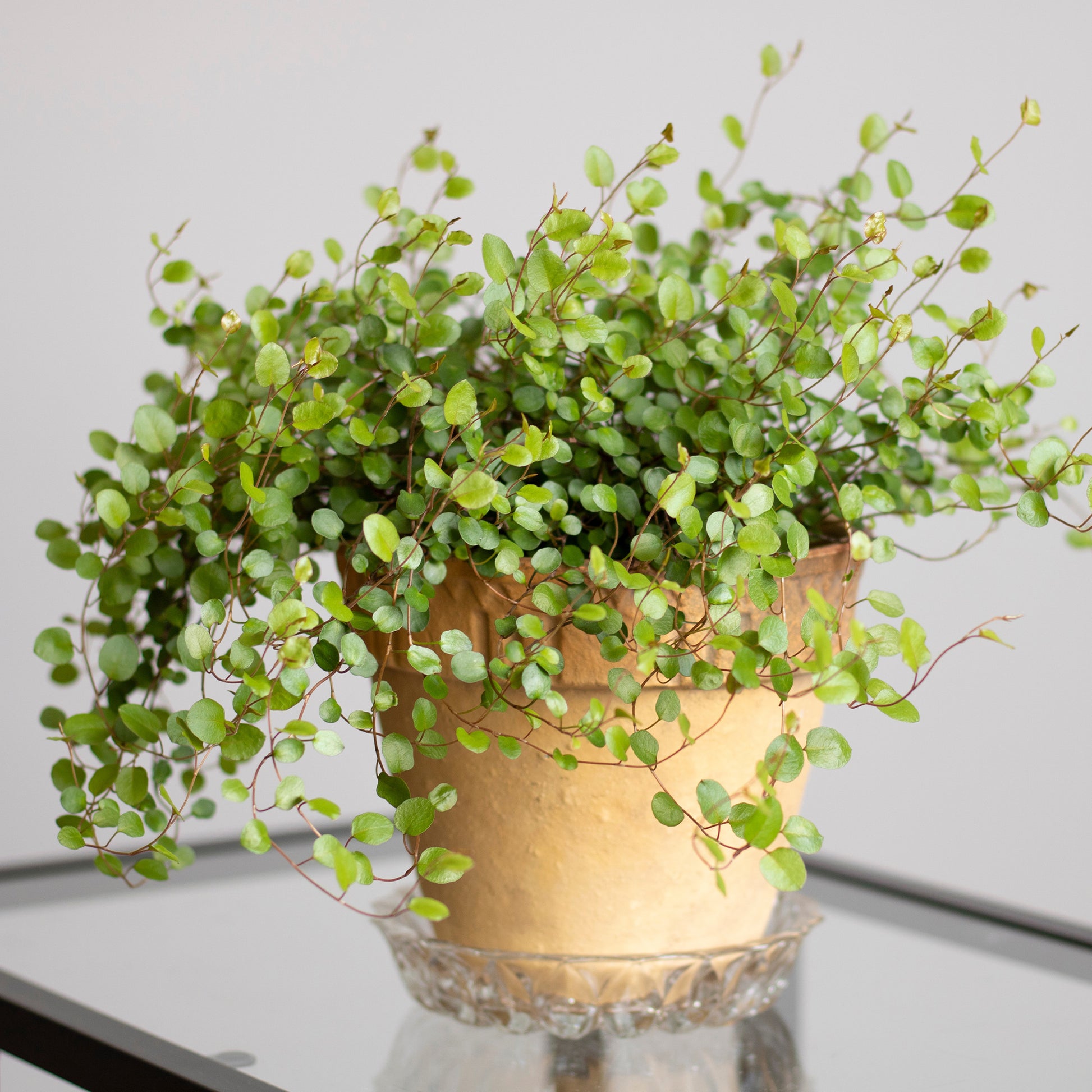 Verkauf Mühlenbeckia (kriechend & kletternd) - Muehlenbeckia complexa