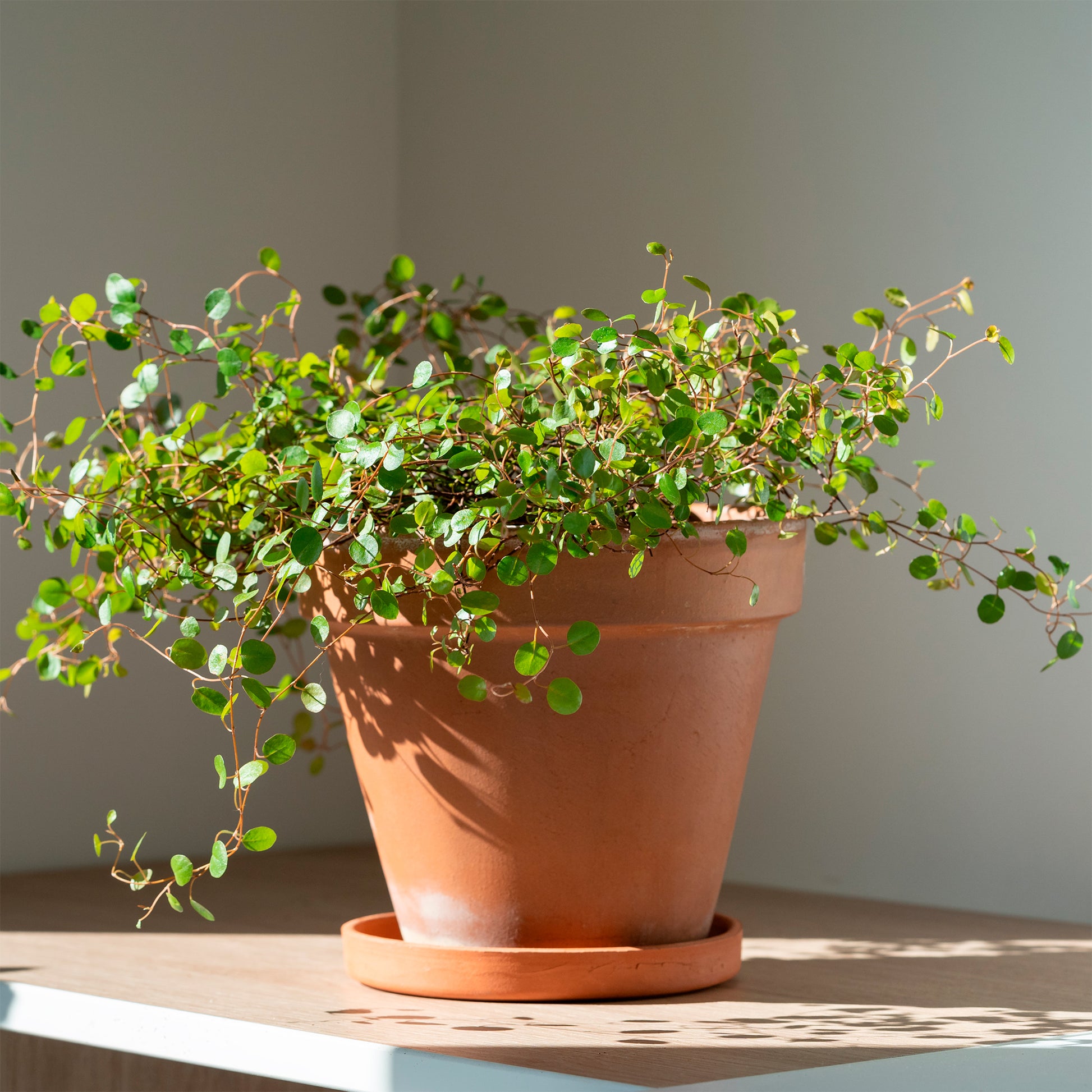 Muehlenbeckia complexa - Mühlenbeckia (kriechend & kletternd) - Hängende Pflanzen für Terrasse und Balkon