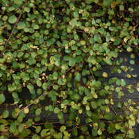 Mühlenbeckia (kriechend & kletternd) - Muehlenbeckia complexa - Bakker
