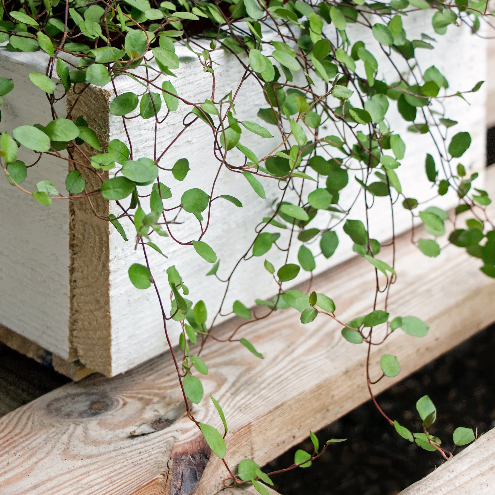 Hängende Pflanzen für Terrasse und Balkon - Mühlenbeckia (kriechend & kletternd) - Muehlenbeckia complexa