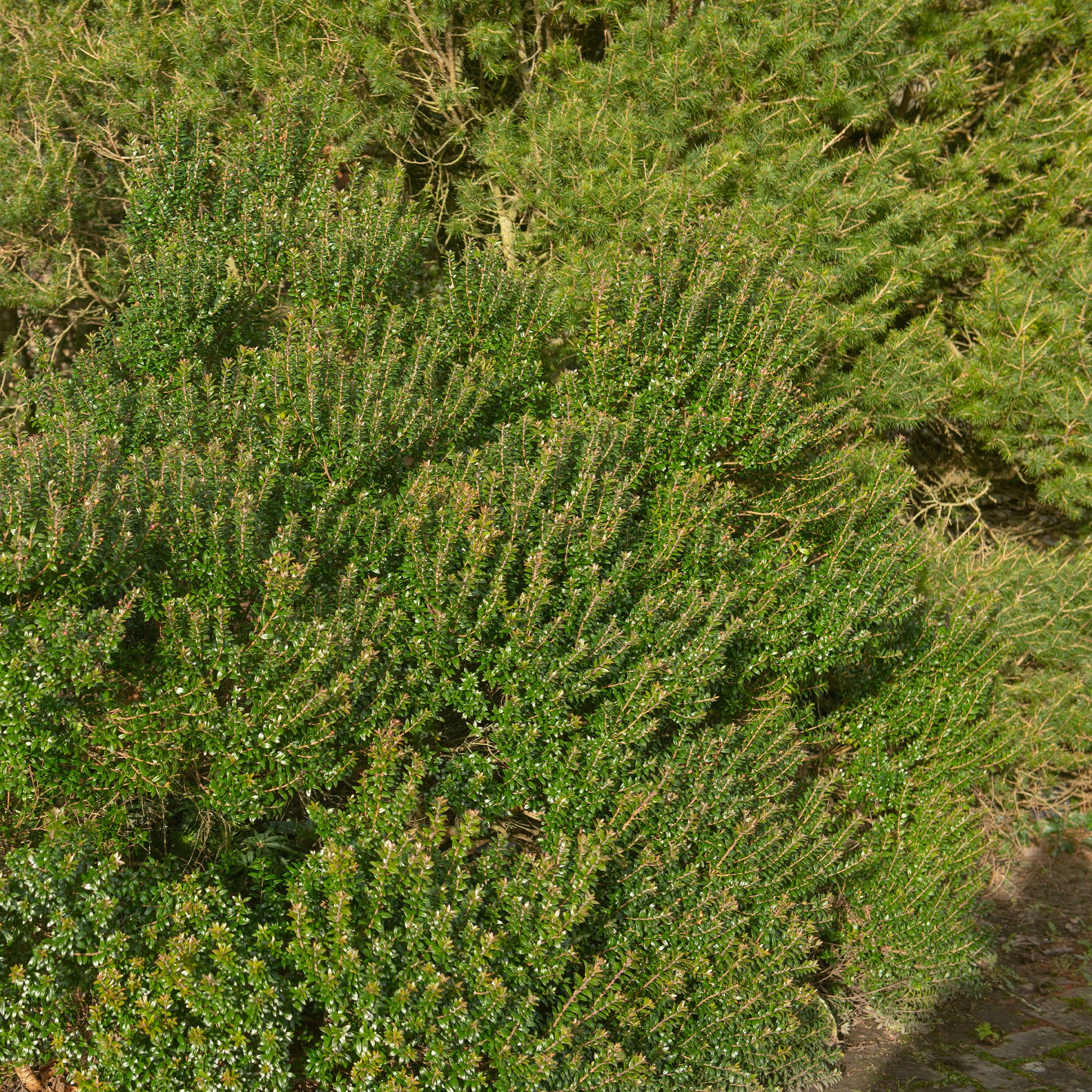 Tarent-Myrte - Myrtus communis Tarentina - Bakker