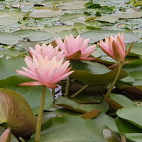 Nymphaea Colorado - Seerose ‘Colorado’ - Seerosen