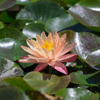 Seerose ‘Wanvisa’ - Bakker