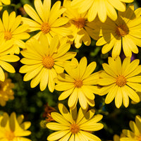Osteospermum jaune - Gelbe Kapmargerite - Terrassen- und Balkonpflanzen für Töpfe und Balkonkästen