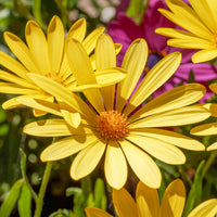 Gelbe Kapmargerite - Osteospermum jaune - Bakker