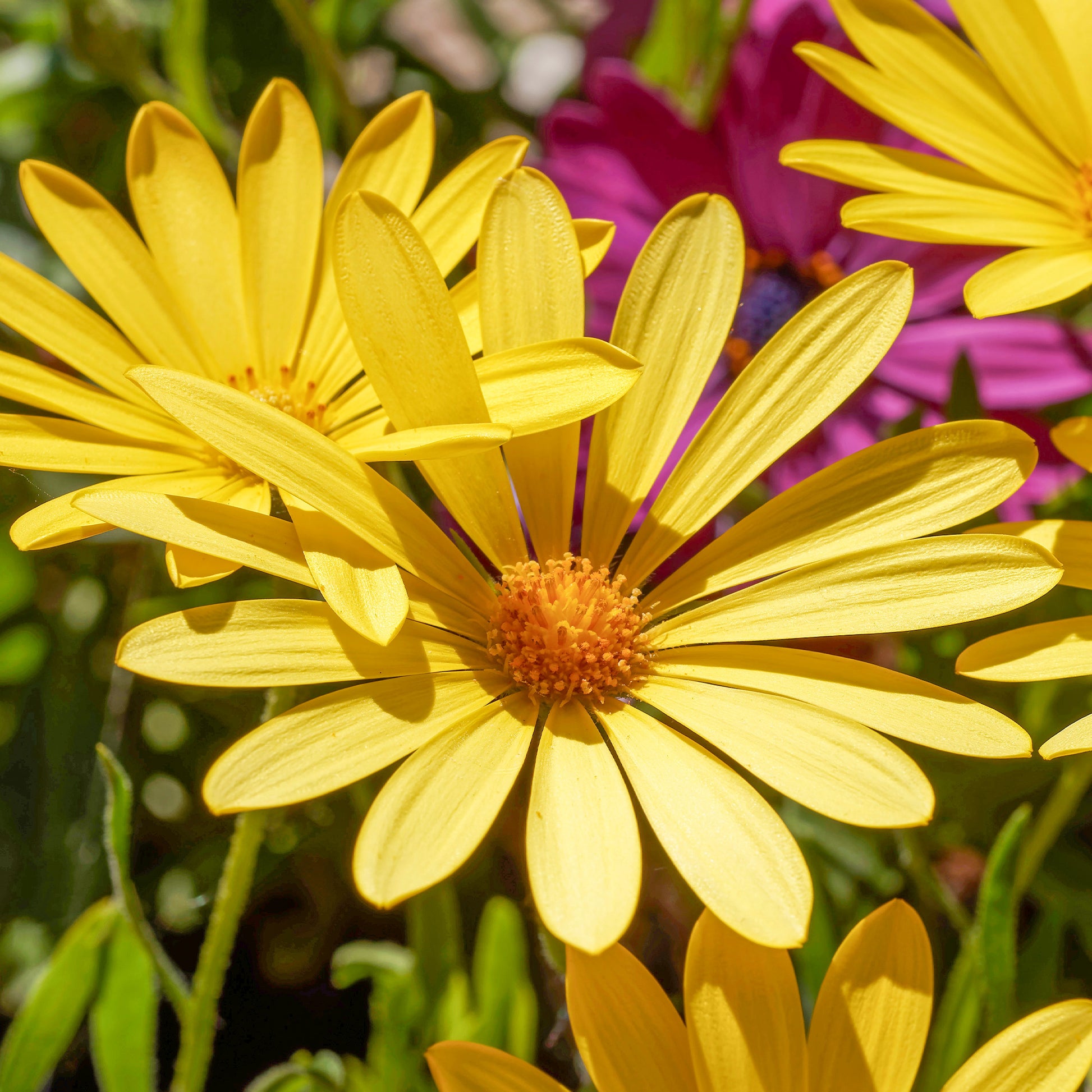 Gelbe Kapmargerite - Osteospermum jaune - Bakker
