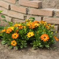 Kapmargerite orange - Bakker