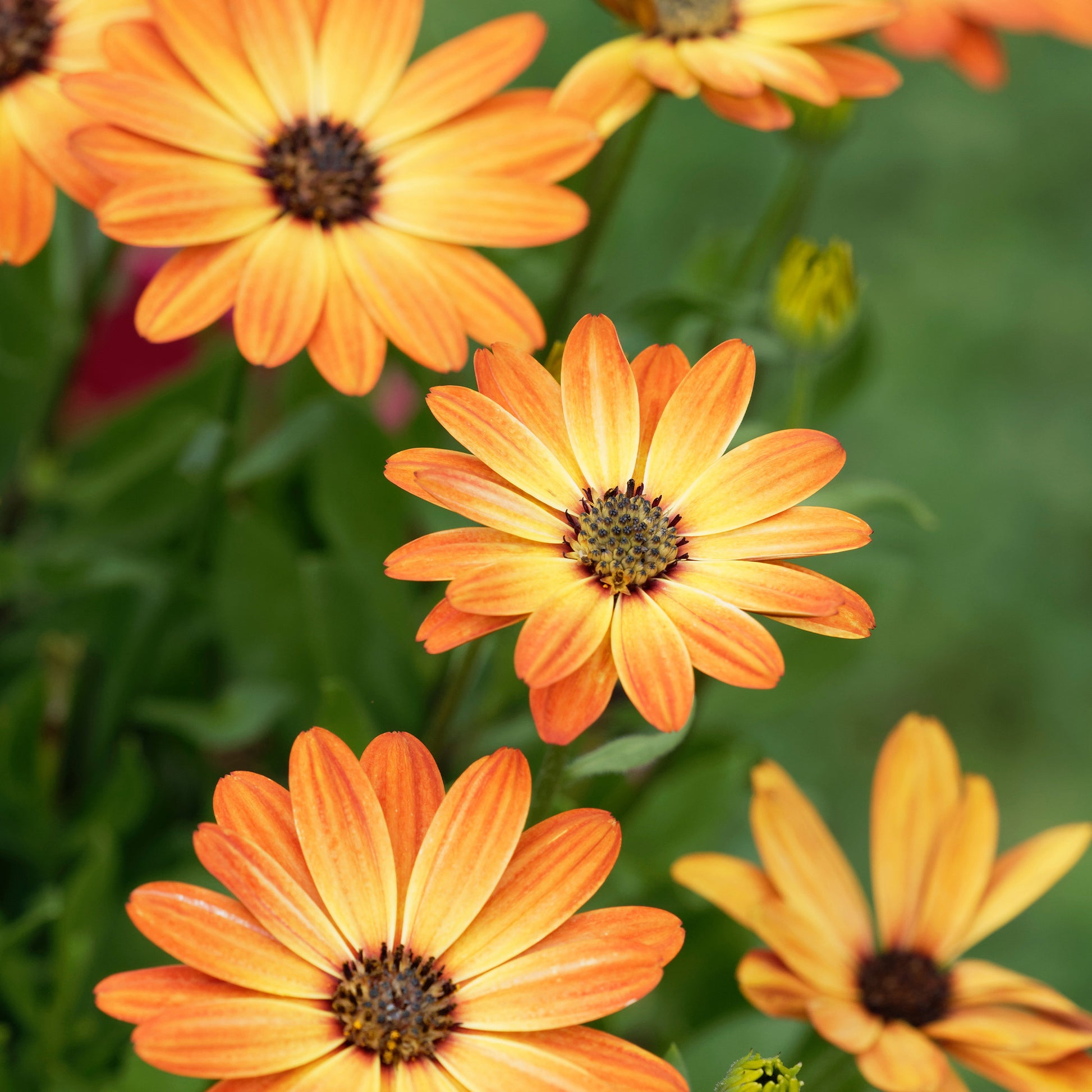 Kapmargerite orange - Osteospermum orange - Bakker