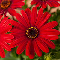 Kapmargerite rot - Osteospermum rouge - Bakker