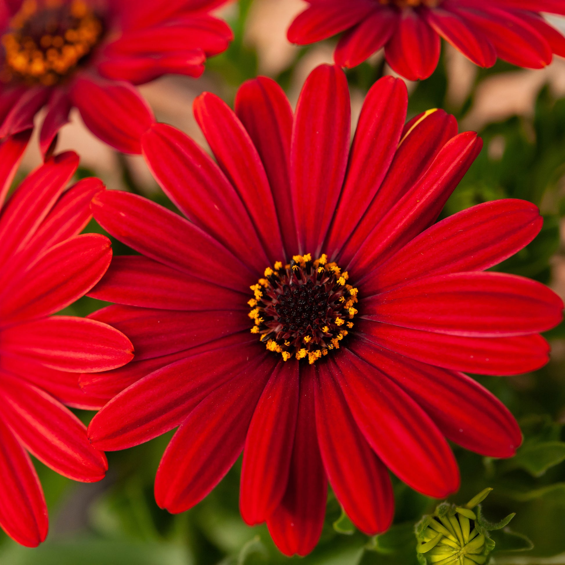 Kapmargerite rot - Osteospermum rouge - Bakker