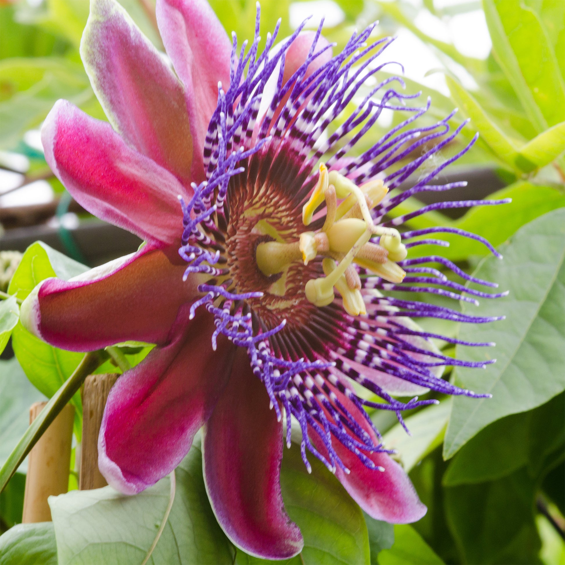 Passiflora alata - Riesen-Passionsblume - Passionsblume