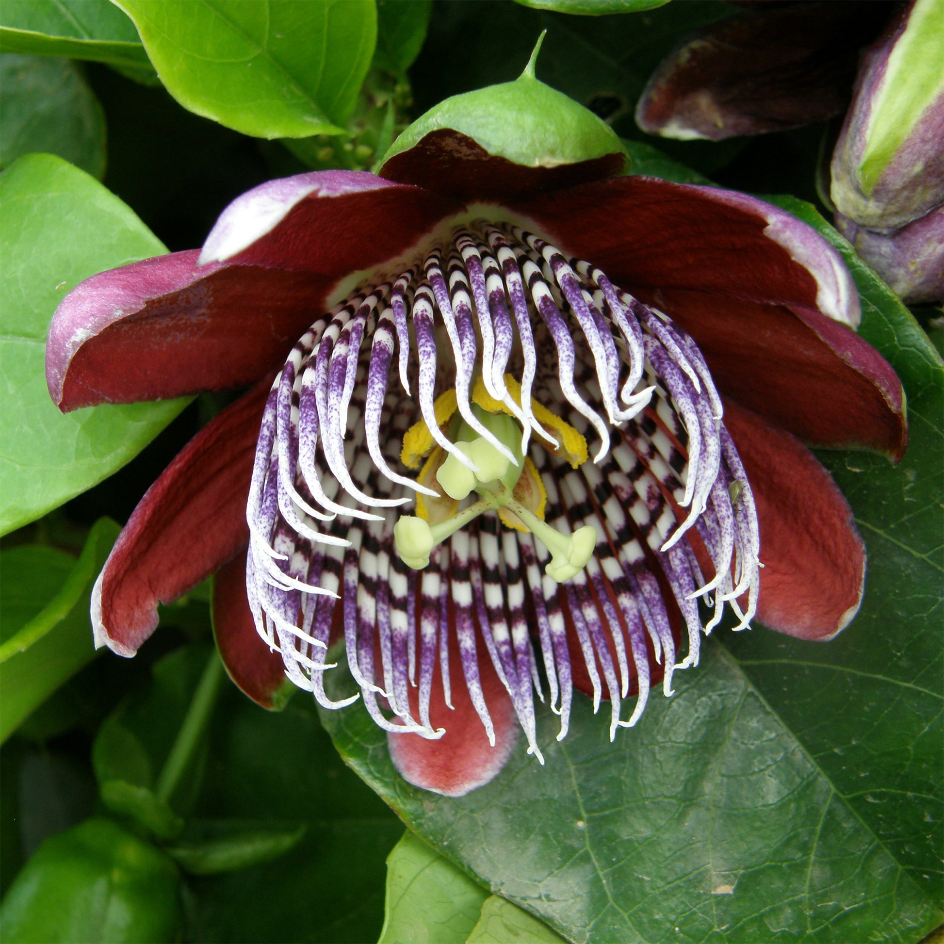 Riesen-Passionsblume - Passiflora alata - Bakker