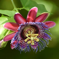 Passionsblume - Riesen-Passionsblume - Passiflora alata