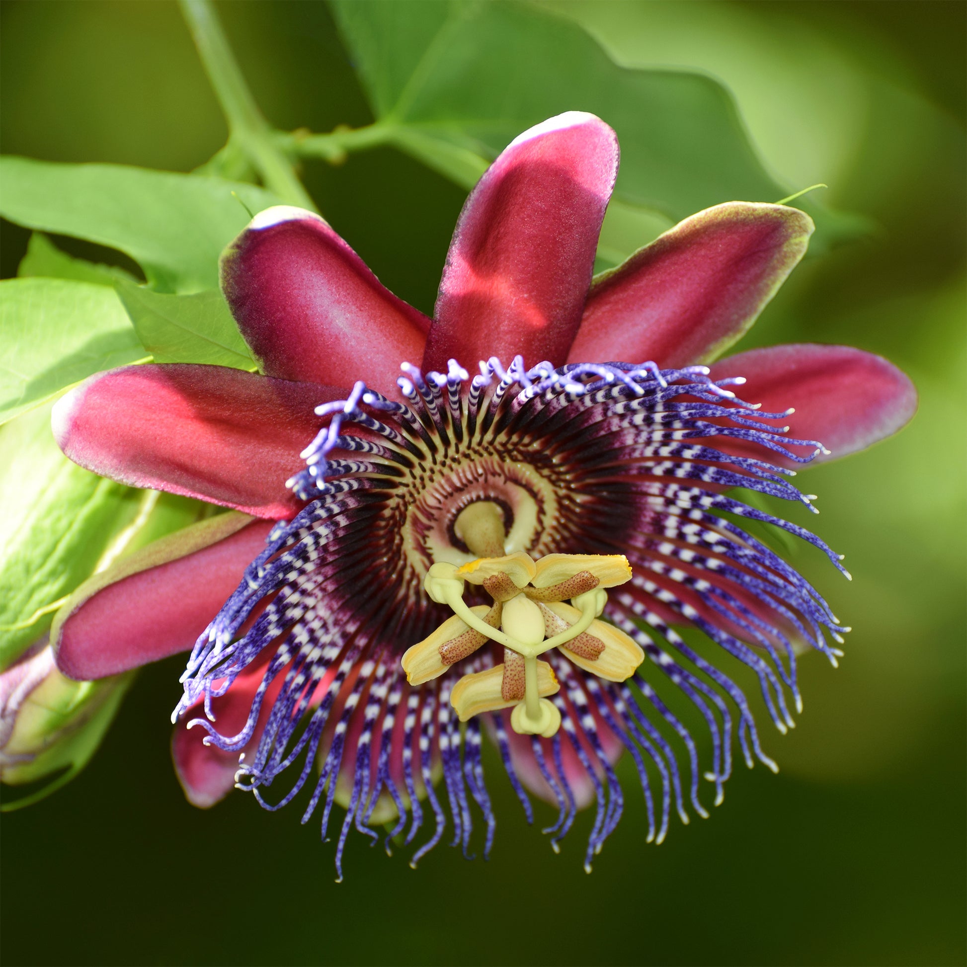 Passionsblume - Riesen-Passionsblume - Passiflora alata