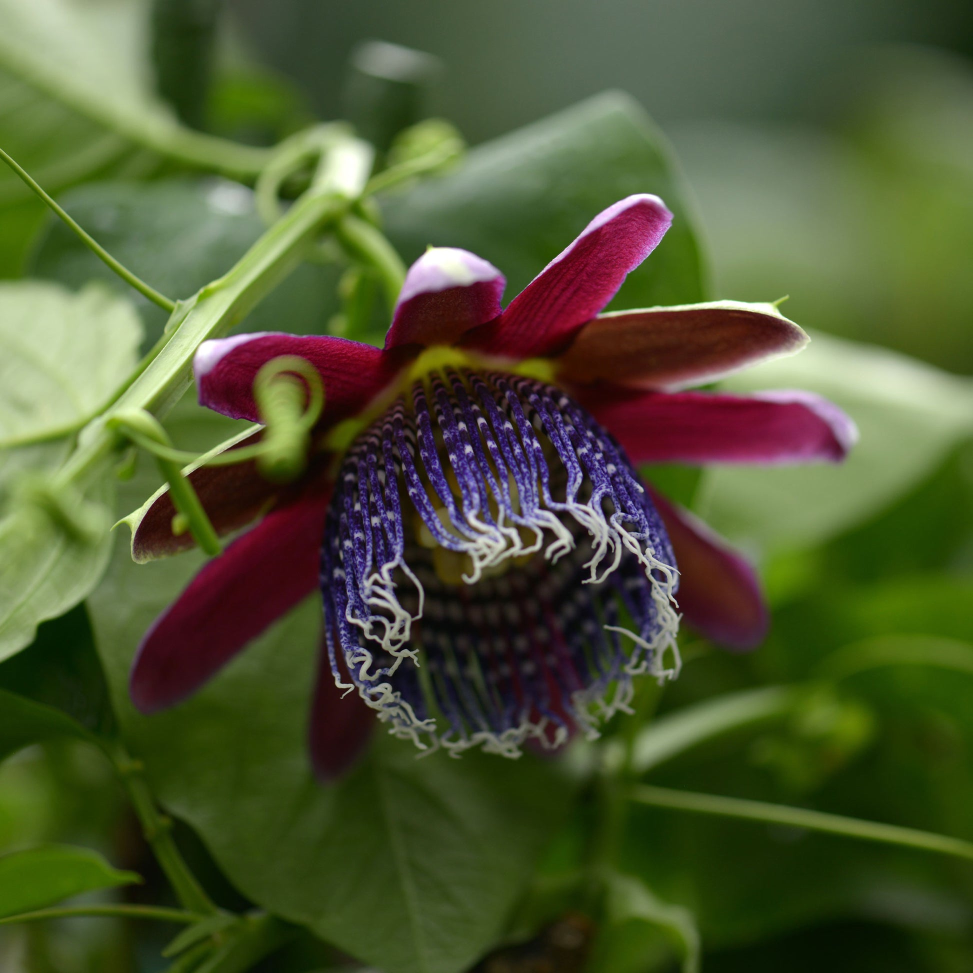 Riesen-Passionsblume - Passionsblume - Bakker