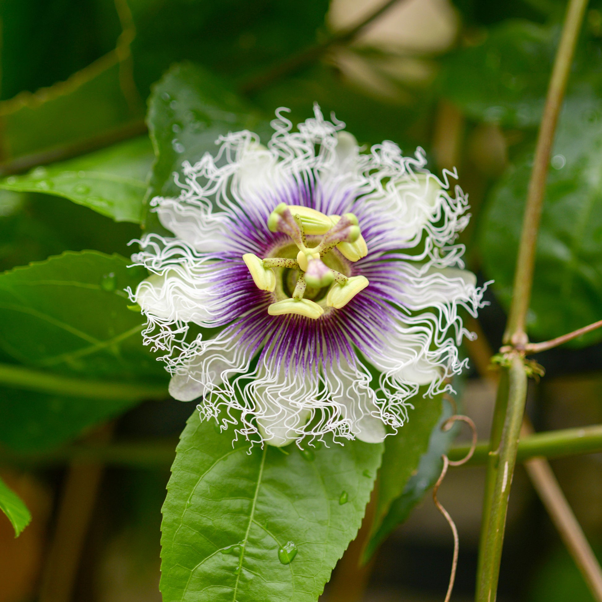 Passionsfrucht (Grenadille) - Passiflora edulis - Bakker