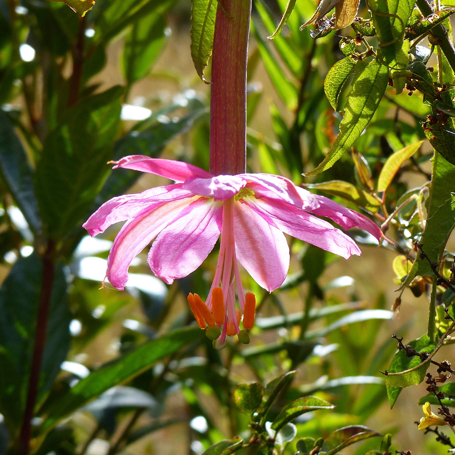 Bananen-Passionsblume - Bakker
