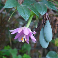 Passionsblume - Bananen-Passionsblume - Passiflora mollissima