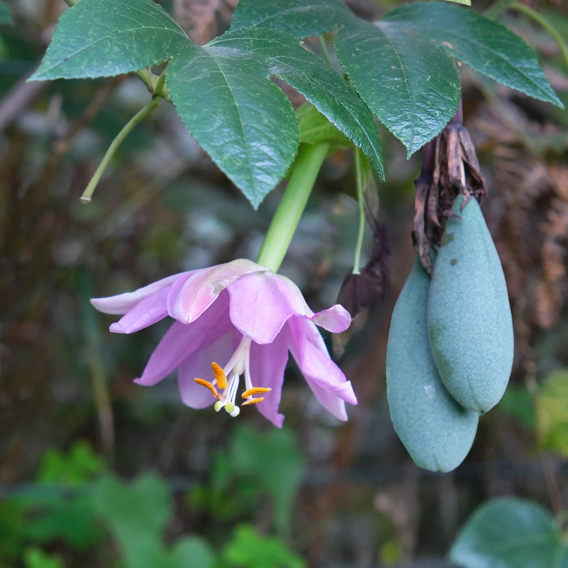 Passionsblume - Bananen-Passionsblume - Passiflora mollissima