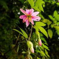 Bananen-Passionsblume - Passiflora mollissima - Bakker
