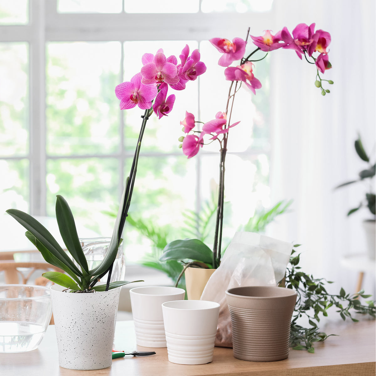 Orchidee rosa - Phalaenopsis rosa - Bakker
