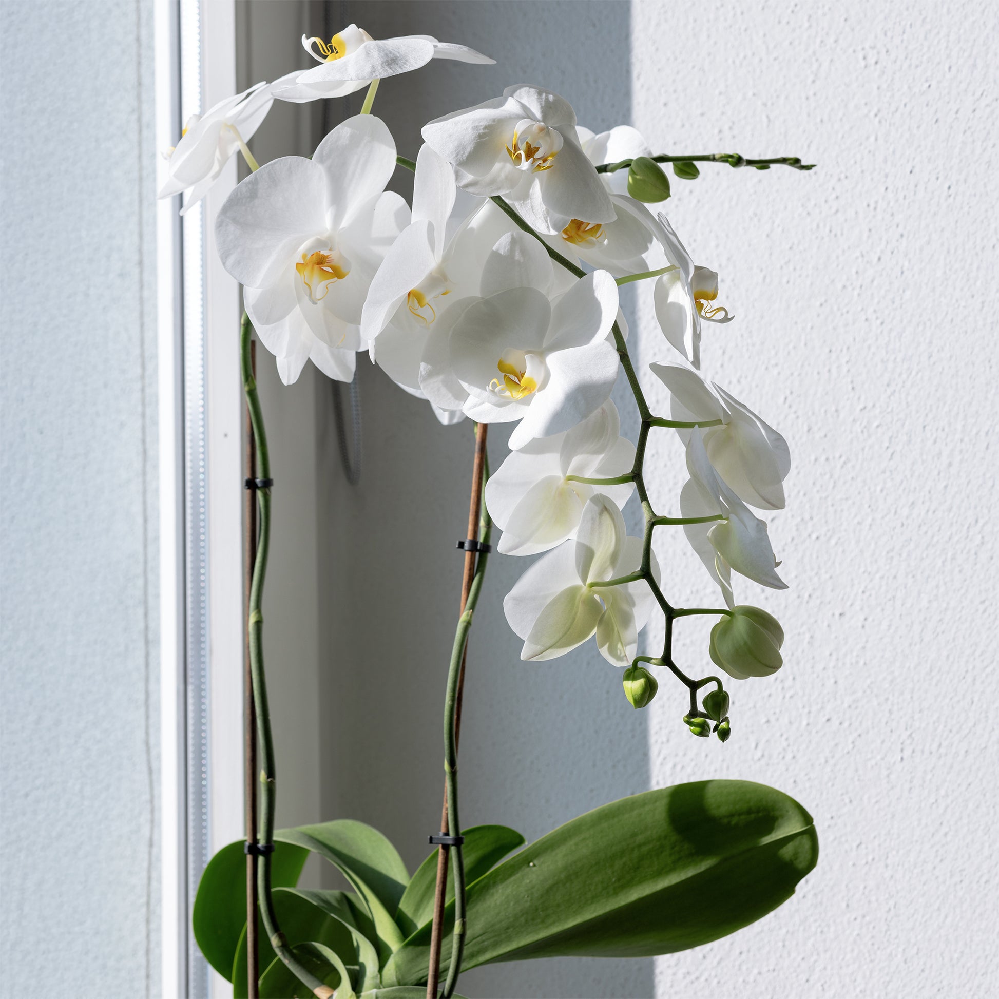 Weiße Phalaenopsis - Phalaenopsis white - Bakker