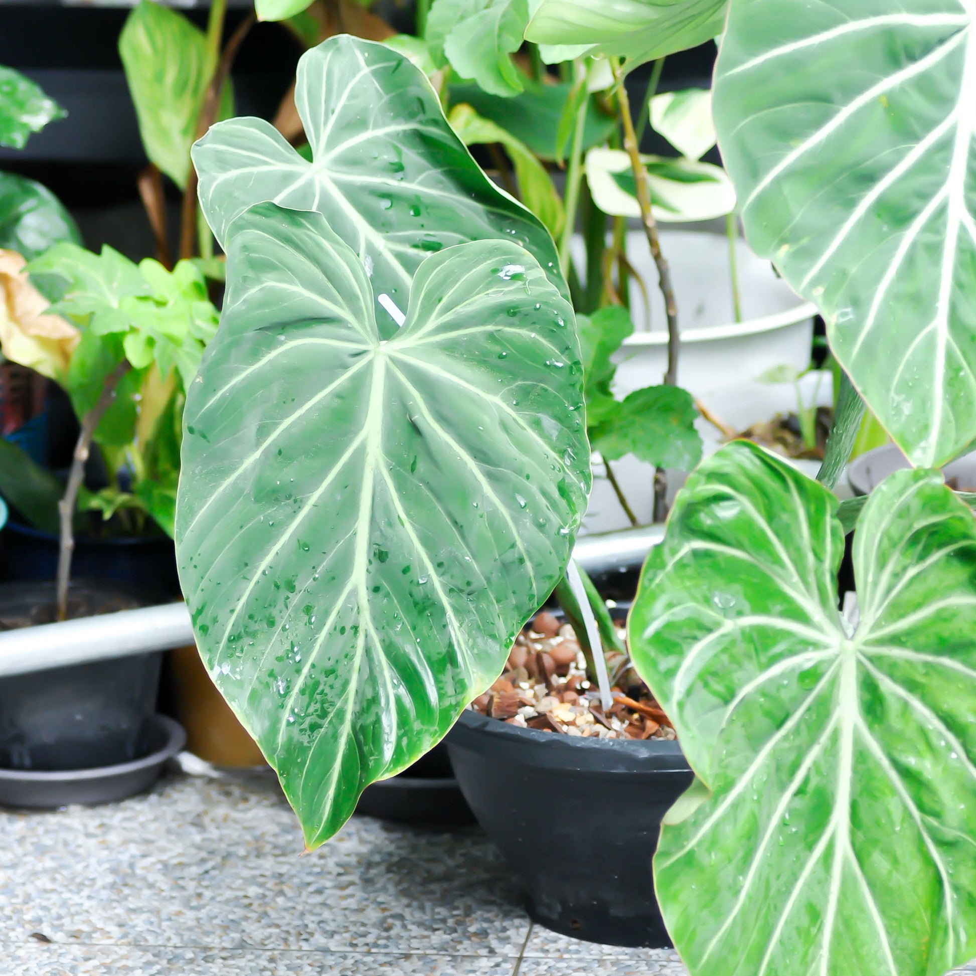 Philodendron Gloriosum - Philodendron Gloriosum - Bakker
