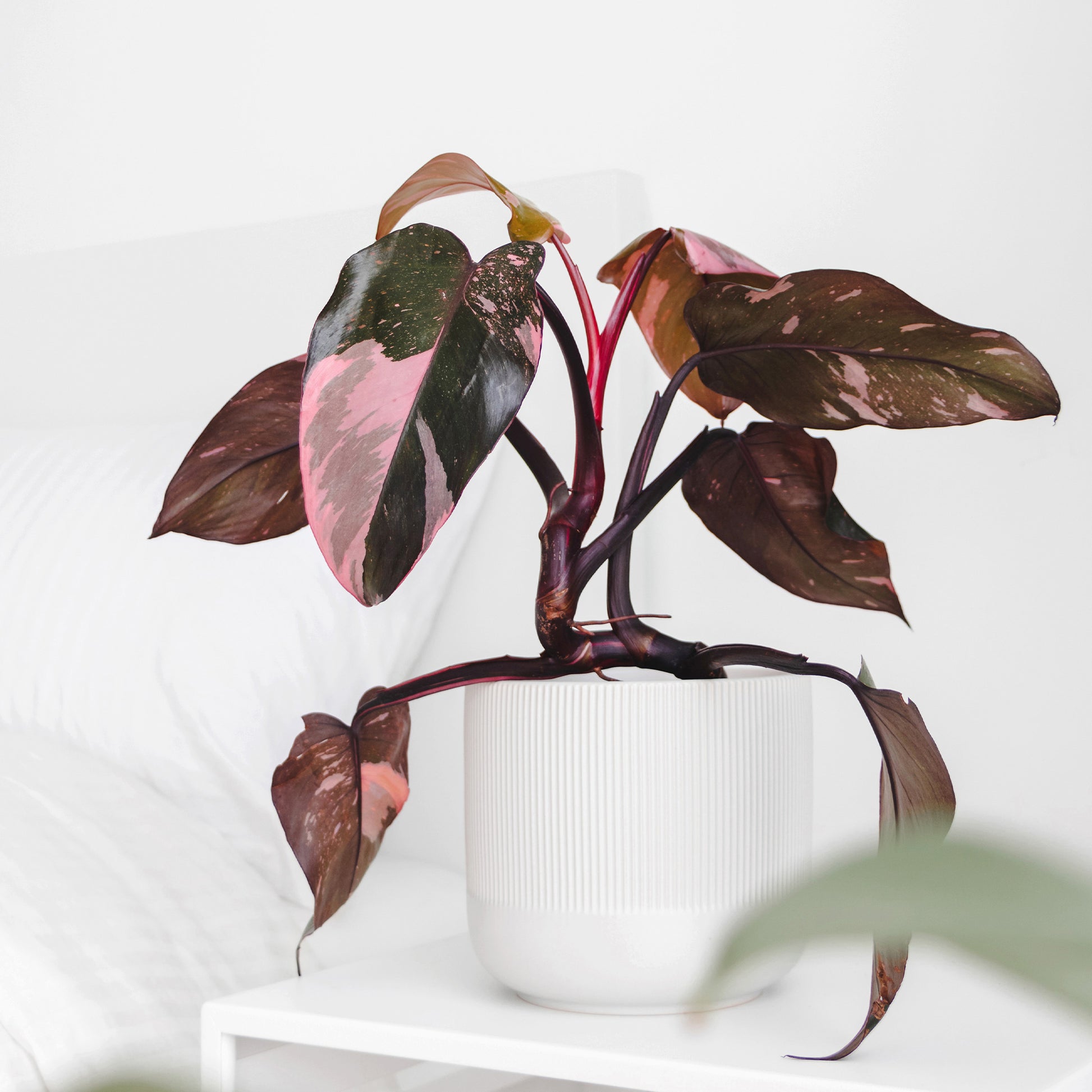 Philodendron Pink Princess - Philodendron Pink Princess - Bakker