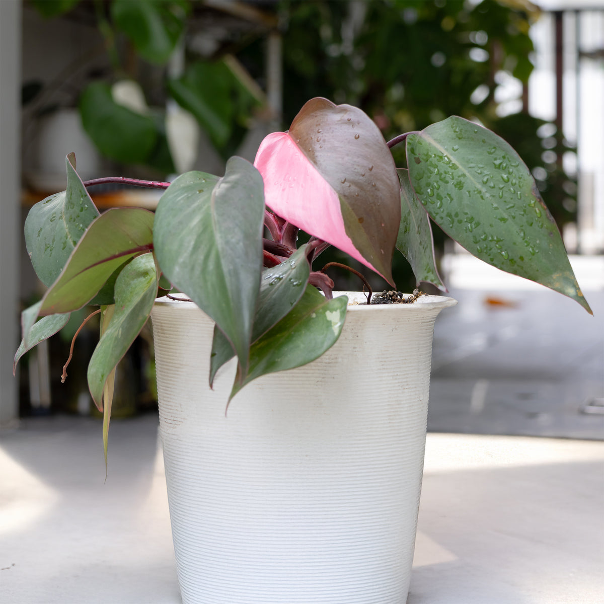 Philodendron Pink Princess - Bakker