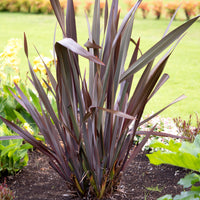 Neuseeländischer Flachs ‘Black Adder’® - Phormium tenax Black Adder ® - Bakker