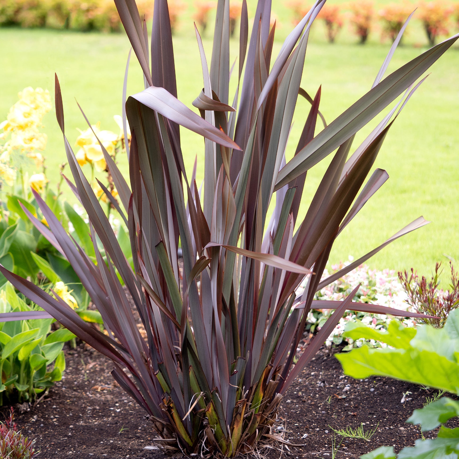 Neuseeländischer Flachs ‘Black Adder’® - Phormium tenax Black Adder ® - Bakker