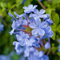 Bleiwurz 'Dark Blue' - Plumbago auriculata Dark Blue - Bakker
