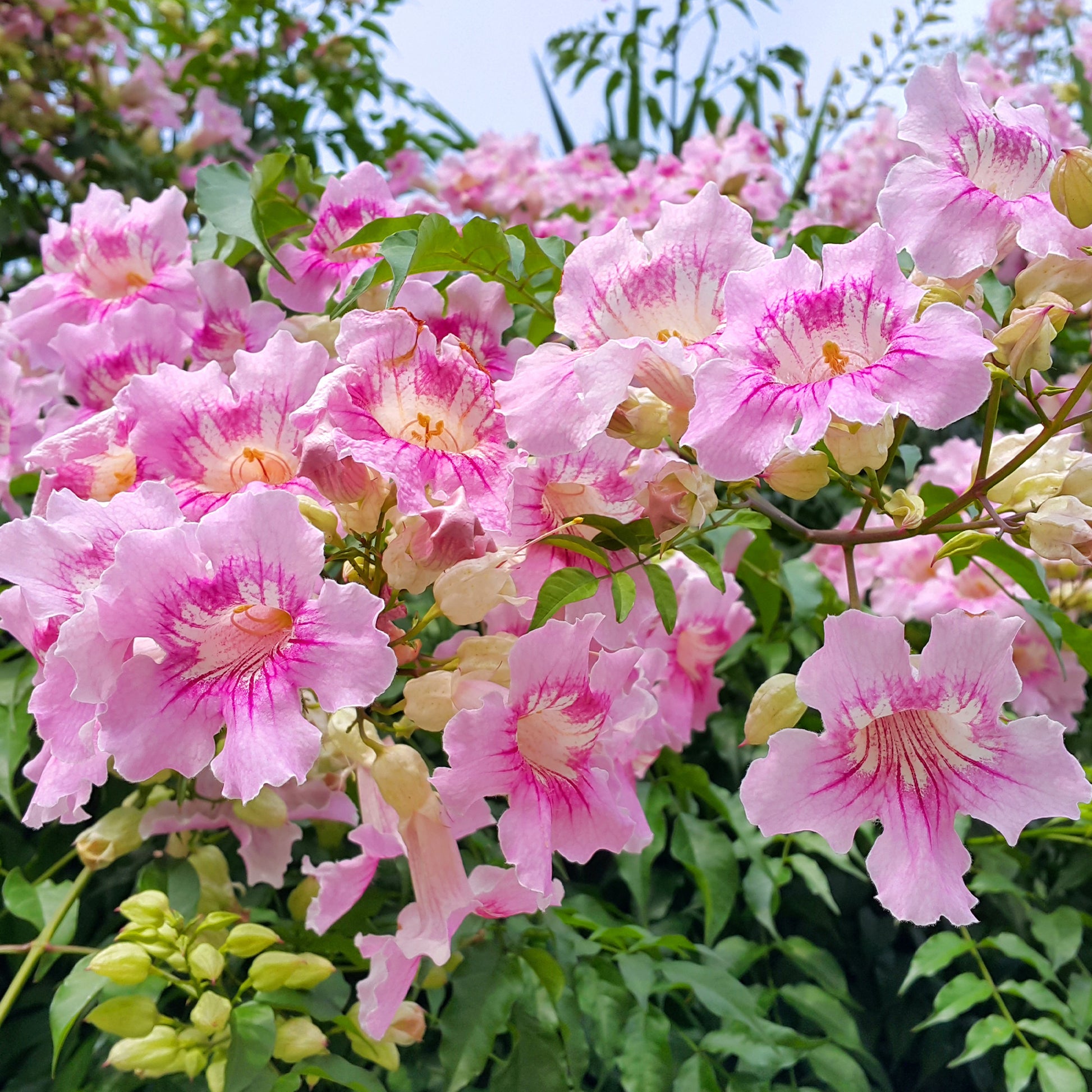 Rosa Klettertrompete ‘Comtesse Sarah’ - Podranea ricasoliana Comtesse Sarah - Bakker