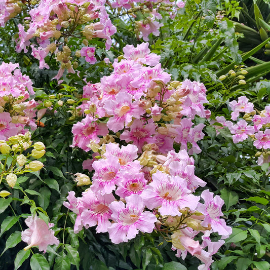Rosa Klettertrompete ‘Comtesse Sarah’ - Bakker