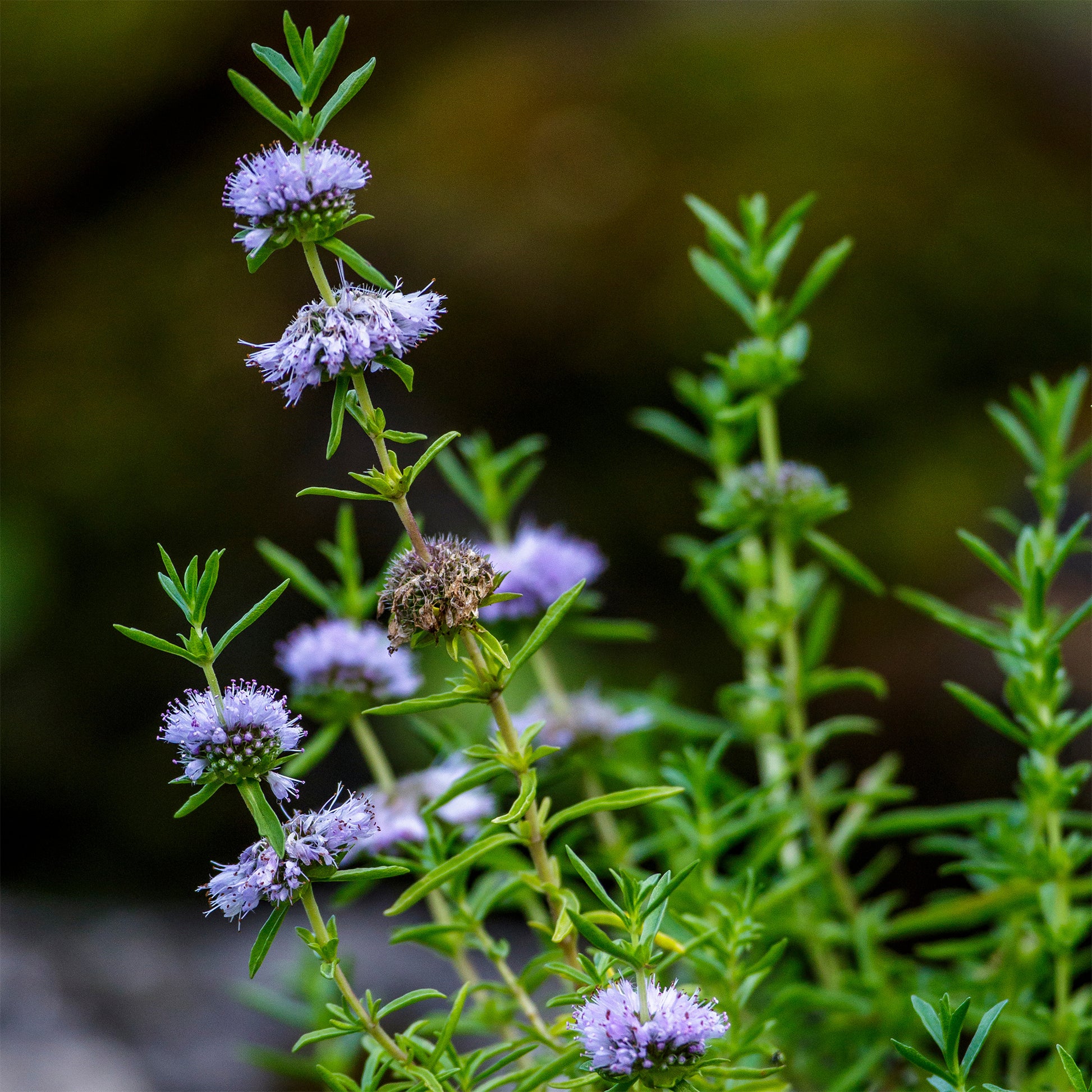 Hirschminze - Mentha cervina - Bakker