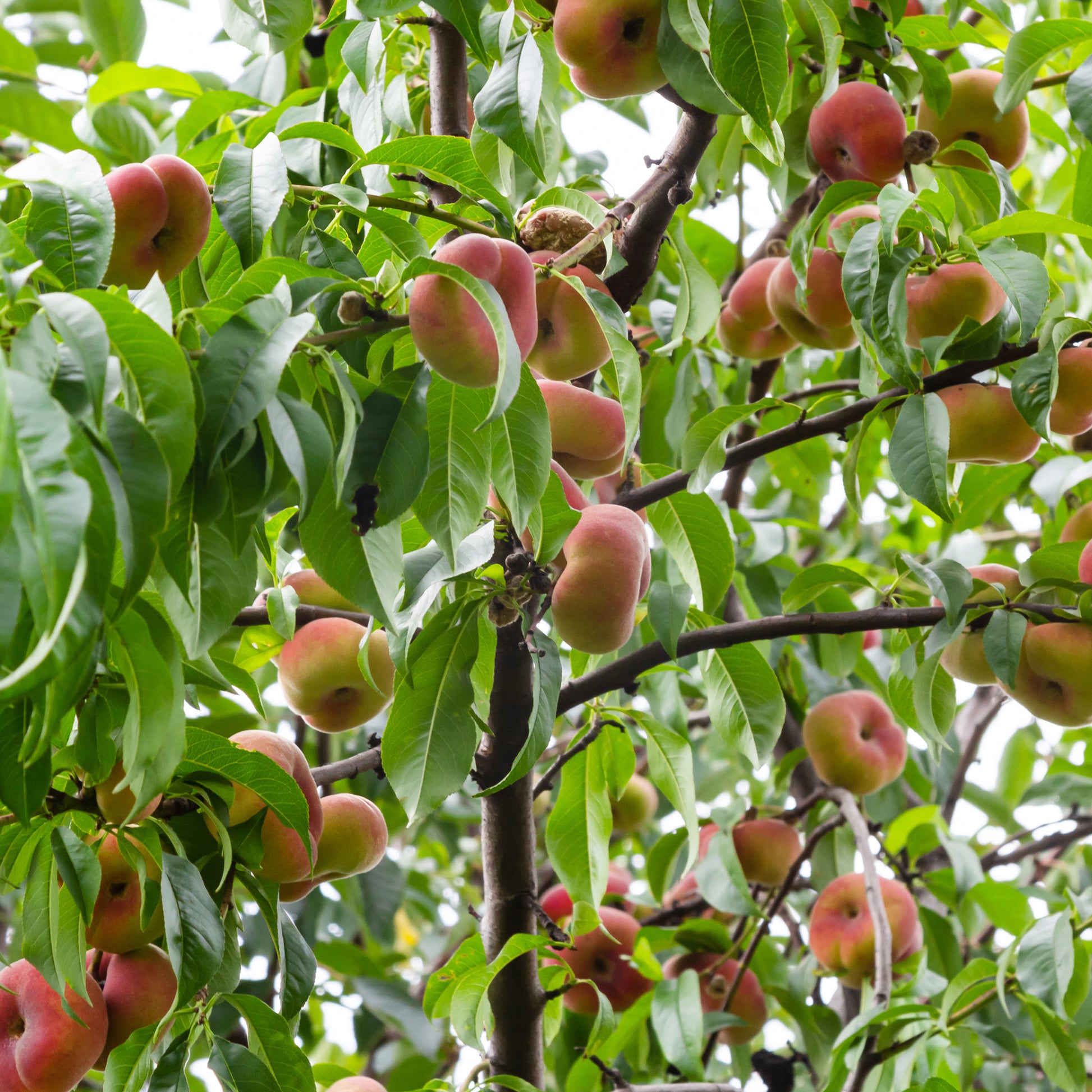Pfirsichbäume - Pfirsich Saturn - Prunus persica Saturne