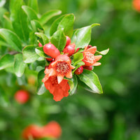 Granatapfelbaum - Punica granatum - Bakker