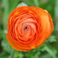 Asiatische Ranunkeln Orange (x10) - Ranunculus asiaticus Orange - Bakker